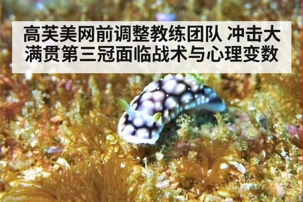 高芙美网前调整教练团队 冲击大满贯第三冠面临战术与心理变数